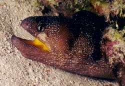 Gelbmaulmuräne - Yellowmouth moray
(Gymnothorax nudivomer) by Ralf Levc 